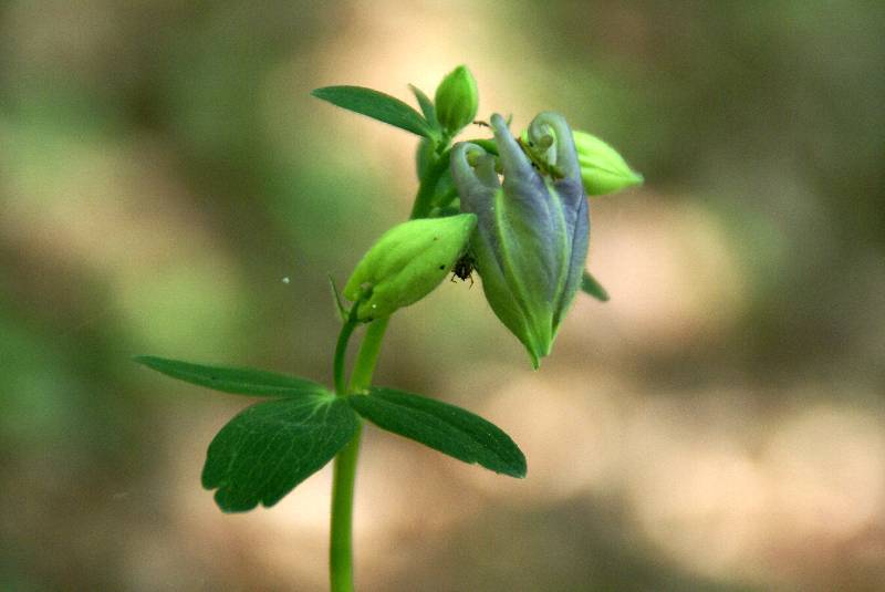 Unser Orchideenpark Bild Nr.049